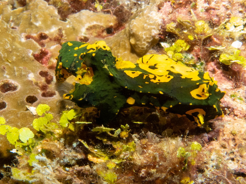 Gardiner_s Banana Nudibranch IMG_2568.jpg