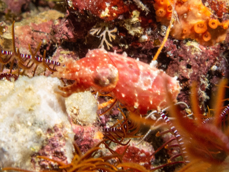 Crinoid Cuttlefish IMG_2593.jpg