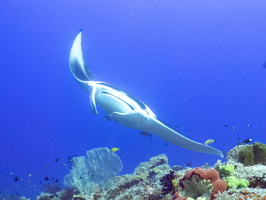 1. Shadow Reef (Karang Bayangan)