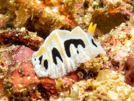 Mushroom Coral Reticulidia IMG 2629