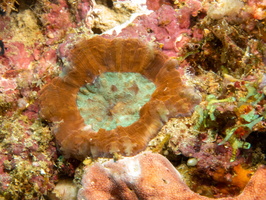 Coral IMG 2630