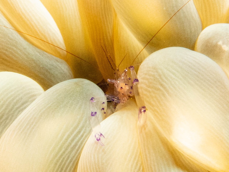 Sarasvati Anemone Shrimp on Bubble Coral IMG_2635.jpg