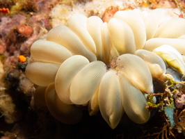 Sarasvati Anemone Shrimp on Bubble Coral IMG 2636