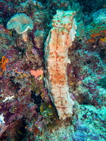 Amberfish Sea Cucumber IMG 2644