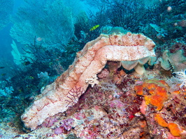 Amberfish Sea Cucumber eating Coral IMG 2646