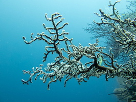 Gorgonian Coral IMG 2652
