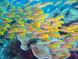 Yellow Striped Snappers IMG 2427