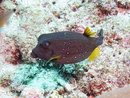 Boxfish (Spotted Boxfish Female Juvenile ) IMG 2430