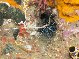 Painted Spiny Lobster IMG 2432
