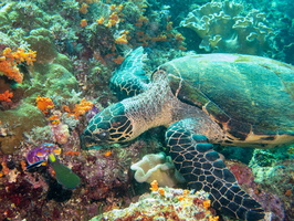 Hawksbill Sea Turtle IMG 2444