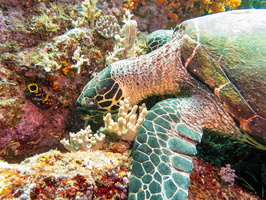 Hawksbill Sea Turtle IMG 2445