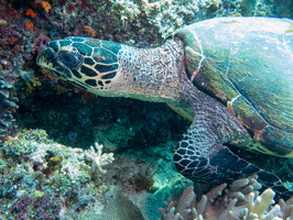 Hawksbill Sea Turtle  G 2446