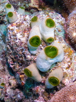 Green Barrel Sea Squirt IMG 2450
