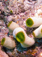 Green Barrel Sea Squirt IMG 2451