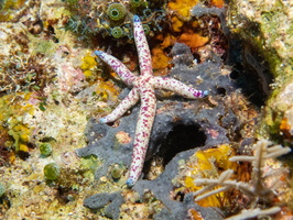 Multipore Sea Star IMG 2459
