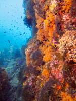Reef IMG 2466