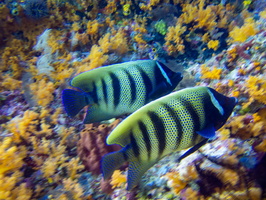 Six Banded Angelfish IMG 2476