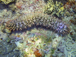 Pineapple Sea Cucumber IMG 2478