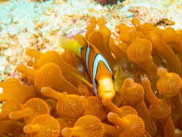 False Clown Anemonefish in Rose  Bubbletipped Anemone  IMG 2505