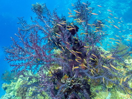 Coral with Fish IMG 2703