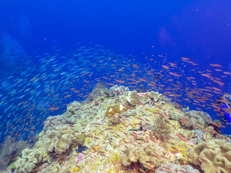 School of Fish on the Reef IMG_2705.jpg