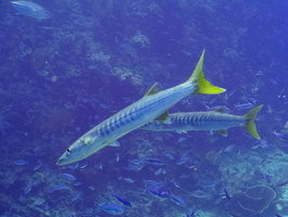 Yellowtail Barracuda IMG 2711