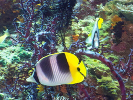 Pacific Double-Saddle Butterflyfish IMG 2717