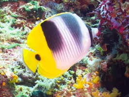 Pacific Double-Saddle Butterflyfish IMG 2718