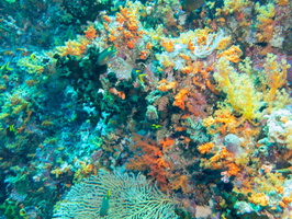 Reef IMG 2724