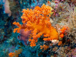 Soft Coral IMG 2726