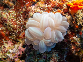 Bubble Coral IMG 2728