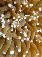 Mushroom Coral Pipefish IMG 2732