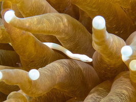 Mushroom Coral Pipefish 