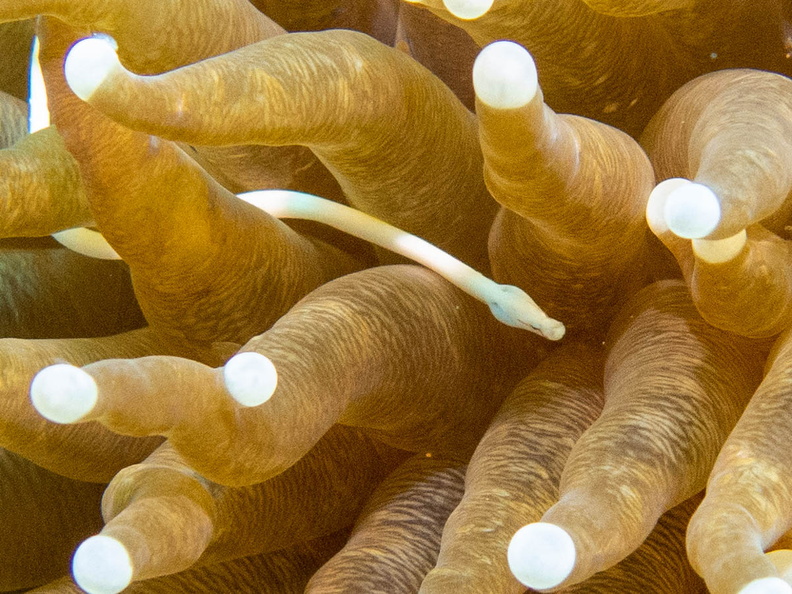 Mushroom Coral Pipefish -2.jpg