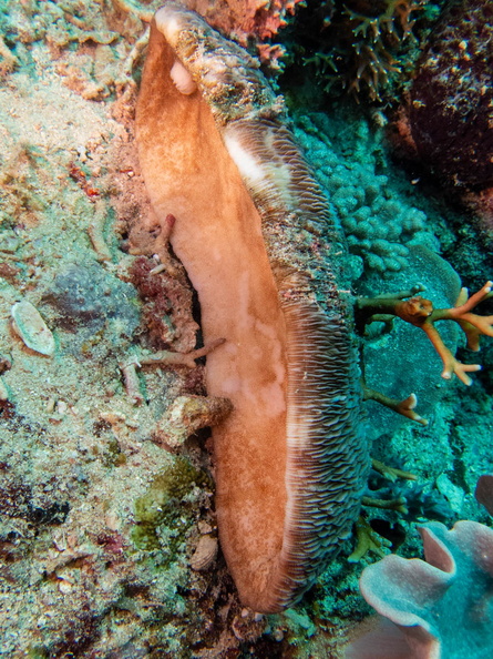 Underneath Prevous Coral IMG_2742.jpg