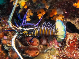 Painted Spiny Lobster IMG 2753