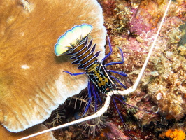 Painted Spiny Lobster IMG 2755