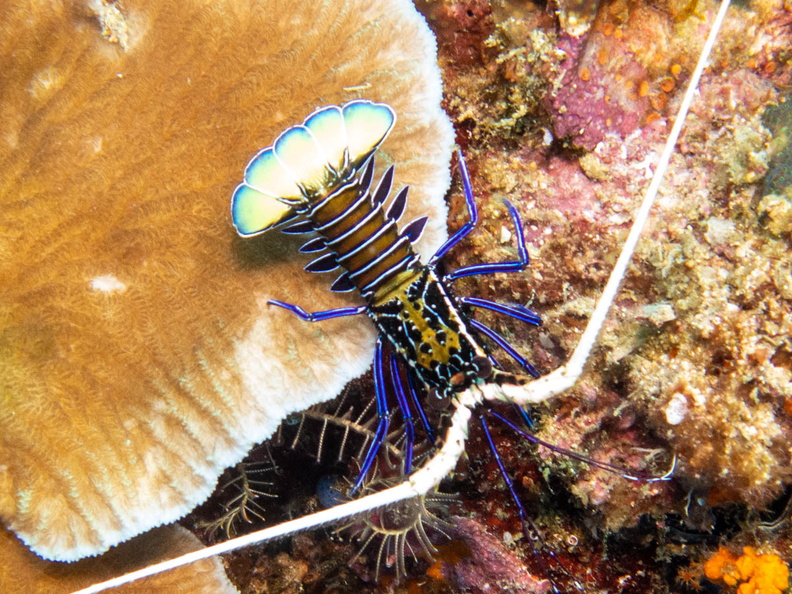Painted Spiny Lobster IMG_2755.jpg