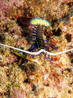 Painted Spiny Lobster IMG 2756