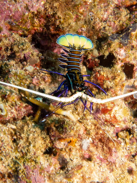 Painted Spiny Lobster IMG_2756.jpg