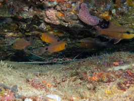 Narrrowlined and Iridescent Cardinalfishes IMG 2760