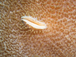 Corallimorph  Lips  IMG 2763