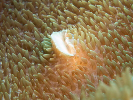 Corallimorph  Lips  IMG 2766