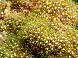 Coral IMG 2767