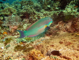 Parrotfish IMG 2774