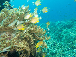 Golden Damsels on Reef IMG 2781