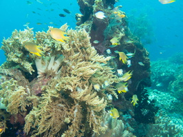 Golden Damsels on Reef IMG 2782