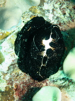 Common Egg Cowrie IMG 2794