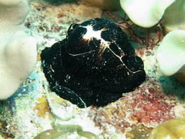 Common Egg Cowrie IMG 2796