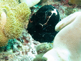 Common Egg Cowrie IMG 2797